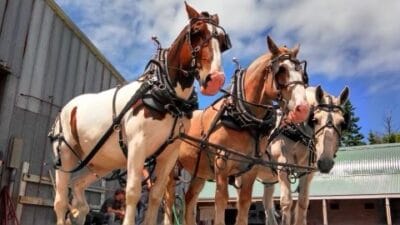 The Horses Of Mackinac Island - Cloghaun B&B