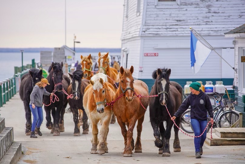 The Horses of Mackinac Island Cloghaun B&B